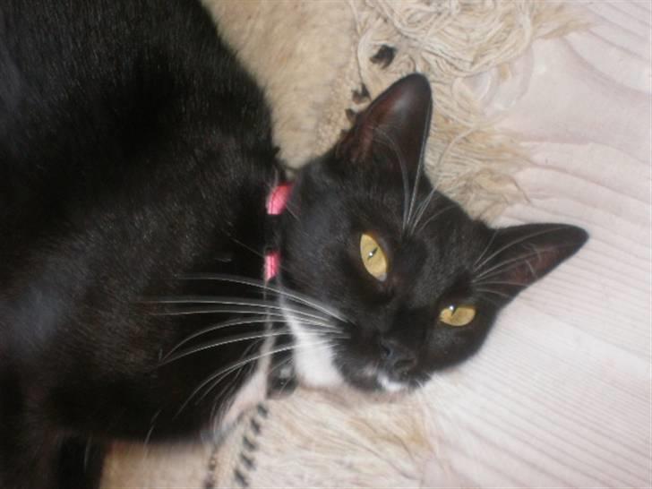 Huskat Minnie billede 1