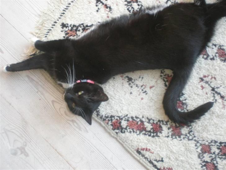 Huskat Minnie billede 2