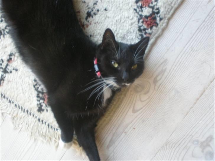 Huskat Minnie billede 3