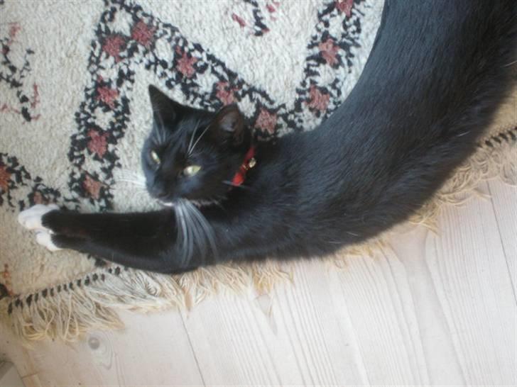 Huskat Minnie billede 4