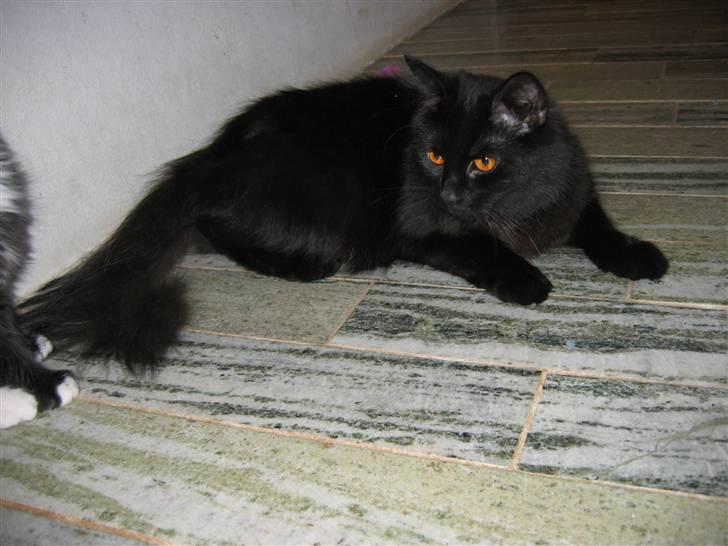 Blanding af racer Mille - 2. oktober 2008 billede 19