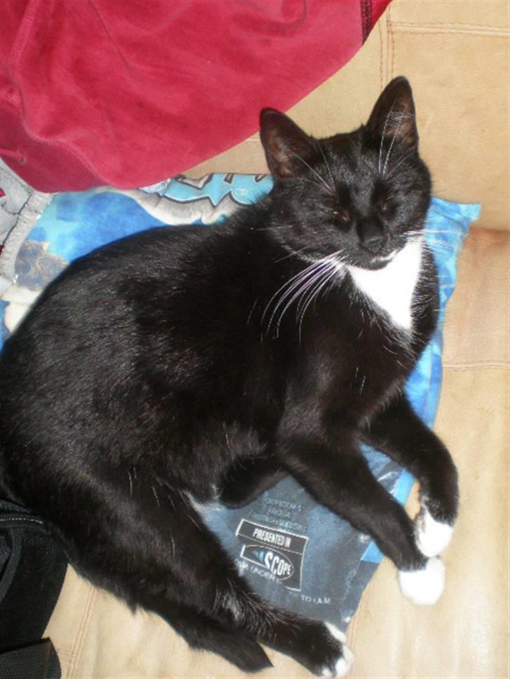 Huskat Minnie billede 5