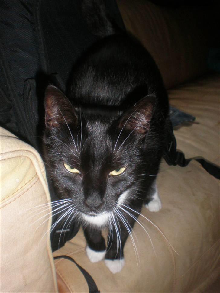 Huskat Minnie billede 6