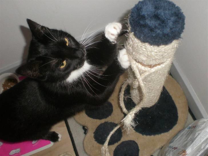 Huskat Minnie billede 7