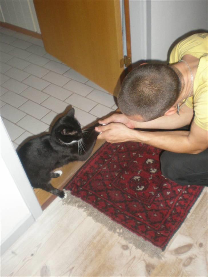 Huskat Minnie billede 8