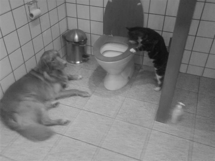 Huskat *R.I.P* 8/1 2009 Sonja - Sonja og Balto på toilettet.. xD billede 8