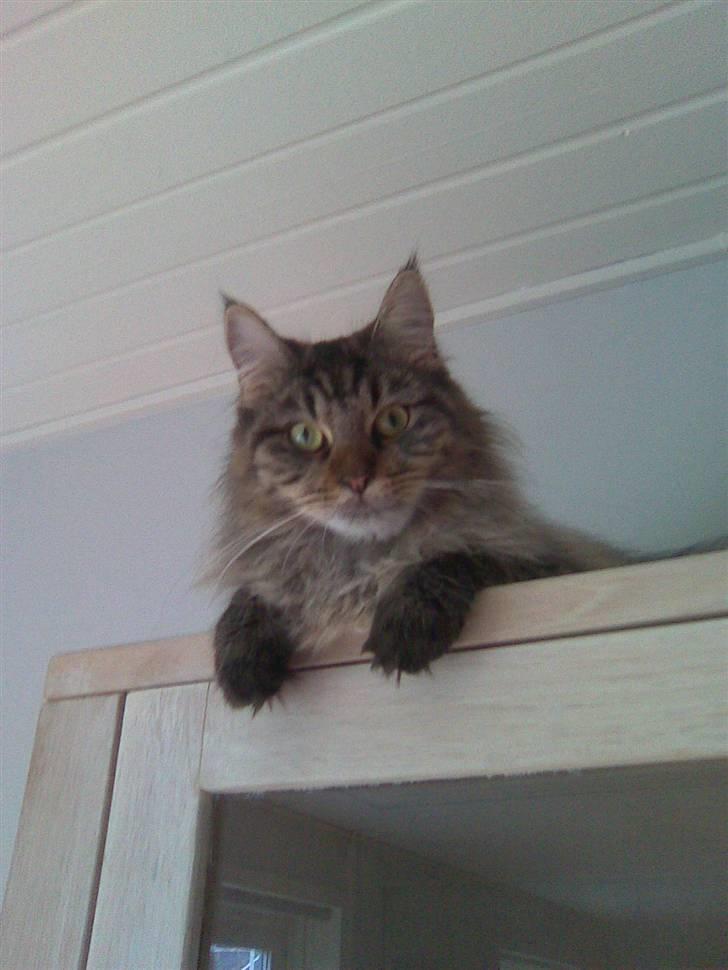 Maine Coon Fia  billede 7