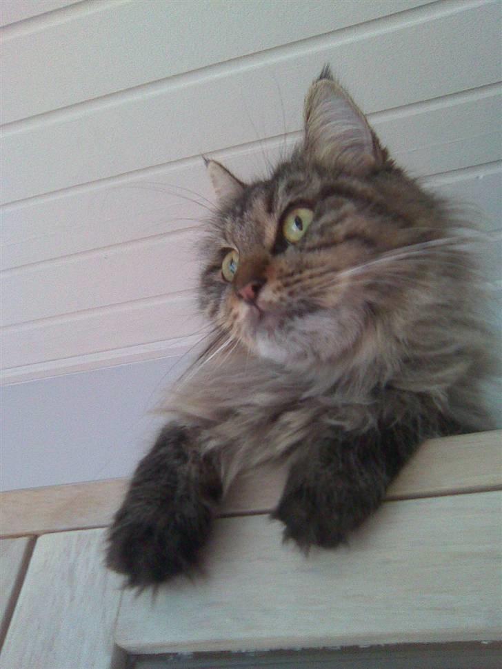Maine Coon Fia  billede 8