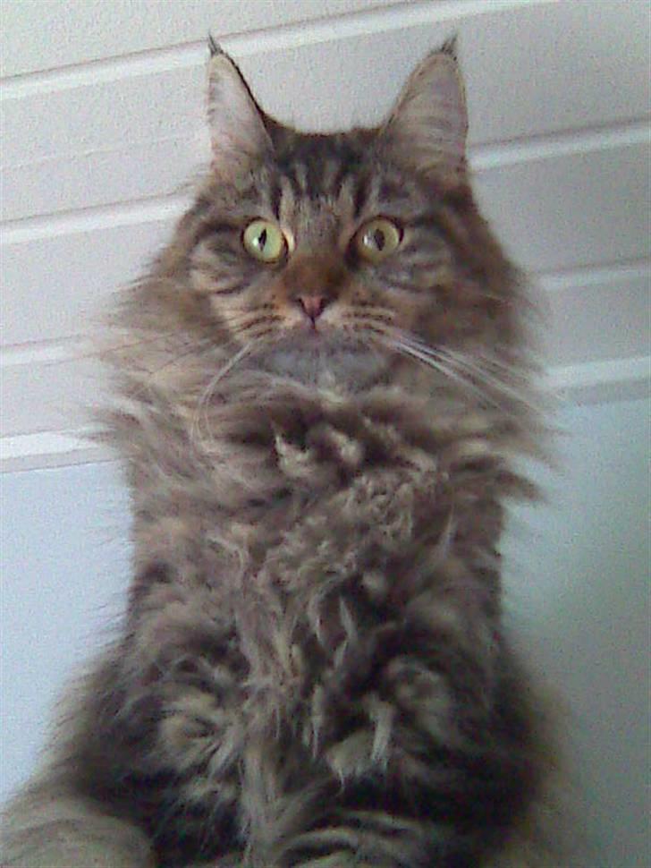 Maine Coon Fia  billede 9