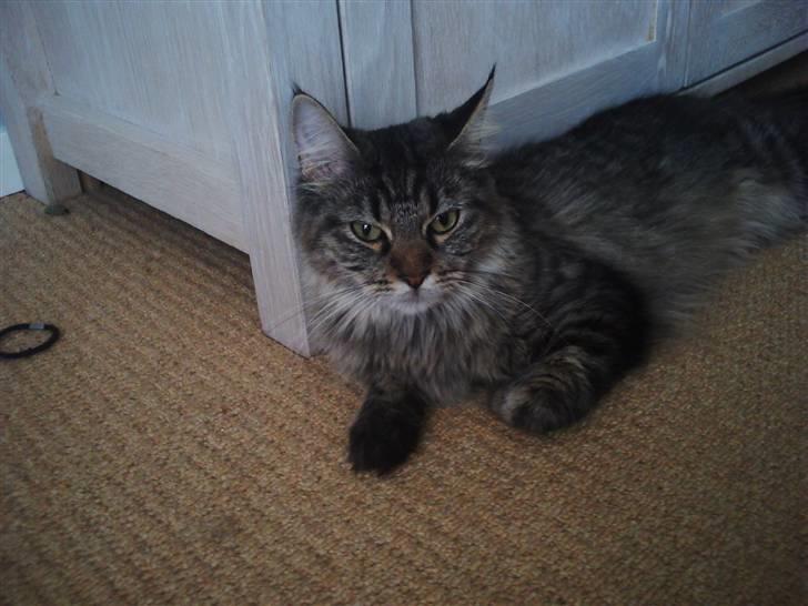 Maine Coon Fia  billede 10