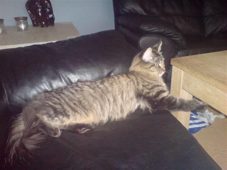 Maine Coon Fia  billede 11