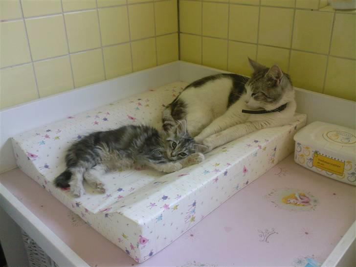 Blanding af racer Düchees SOLGT - 12 uger gammel.. hygger med farmand.. billede 9