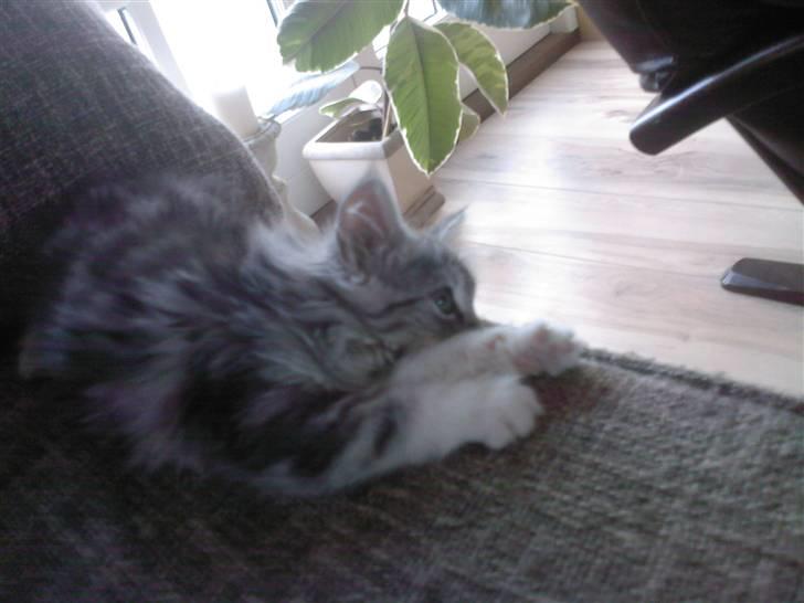 Blanding af racer Düchees SOLGT - 12 uger gammel billede 10