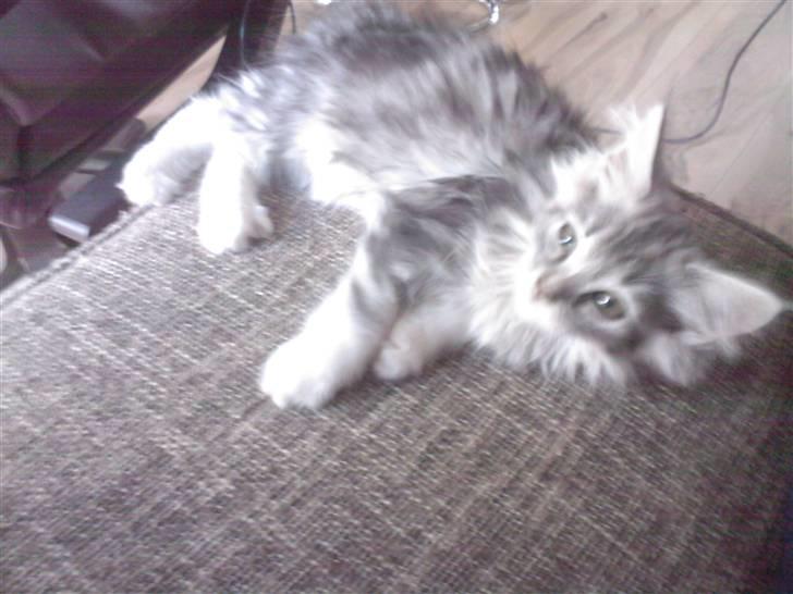 Blanding af racer Düchees SOLGT - leger lige fotomodel.. billede 11