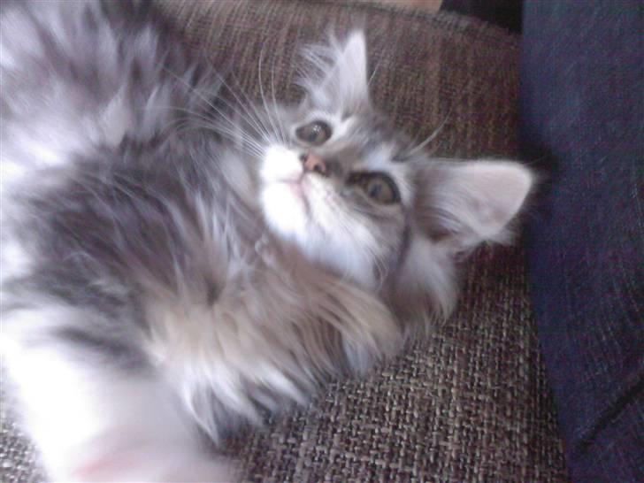 Blanding af racer Düchees SOLGT billede 12