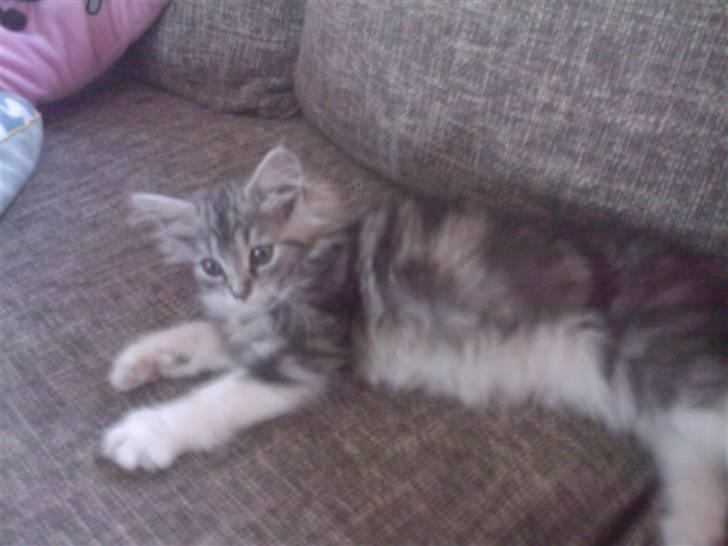 Blanding af racer Düchees SOLGT billede 13