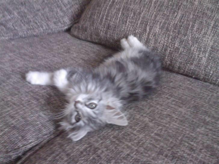 Blanding af racer Düchees SOLGT billede 14