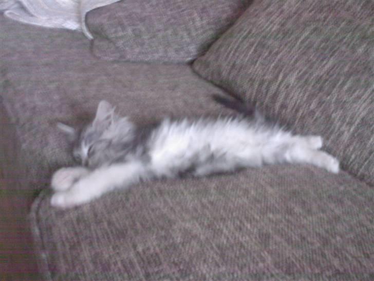 Blanding af racer Düchees SOLGT billede 15