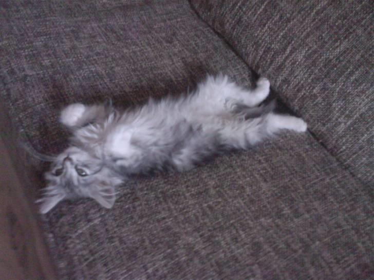 Blanding af racer Düchees SOLGT billede 16