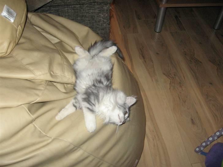 Blanding af racer Düchees SOLGT - Puha det var hårdt at få taget billeder...:-) billede 17