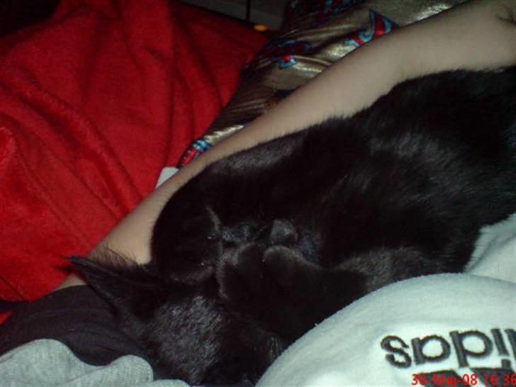 Huskat Calypso  billede 16