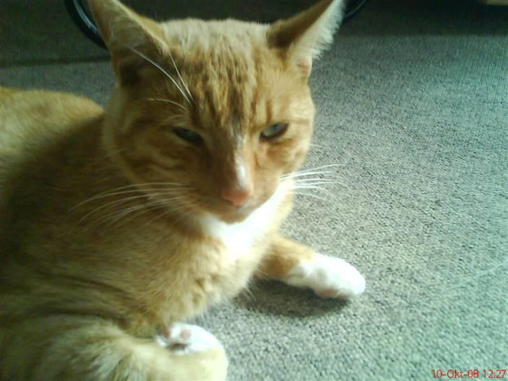 Huskat finn billede 1