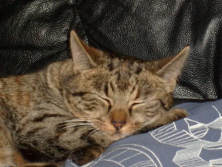 Huskat isabella billede 1