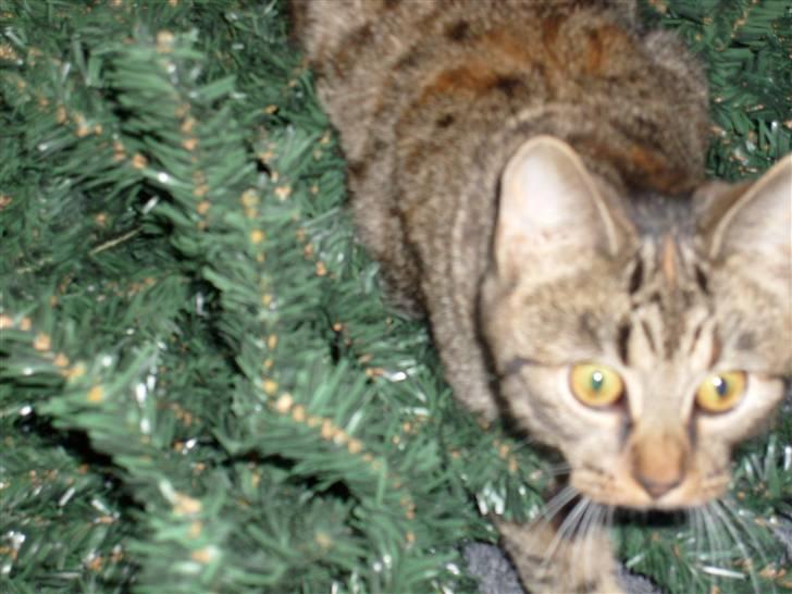 Huskat isabella billede 2