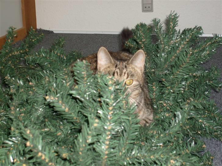 Huskat isabella billede 3