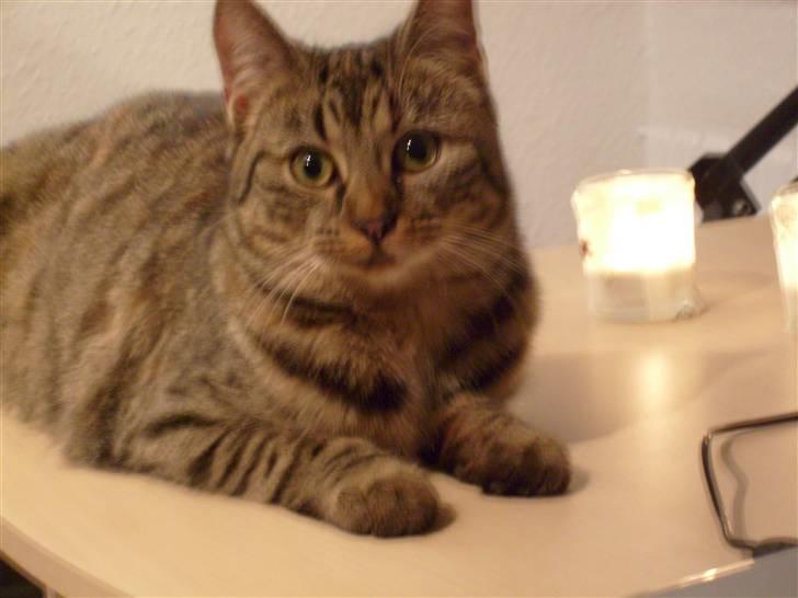 Huskat isabella billede 4