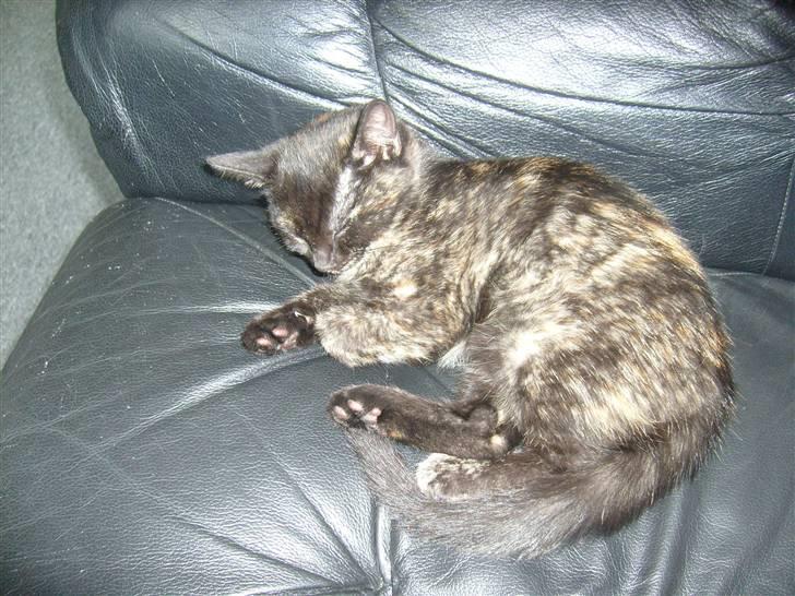 Huskat isabella billede 5