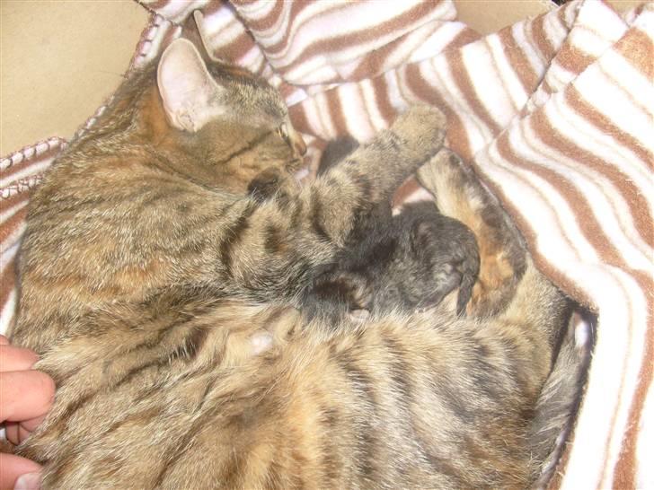 Huskat isabella billede 6