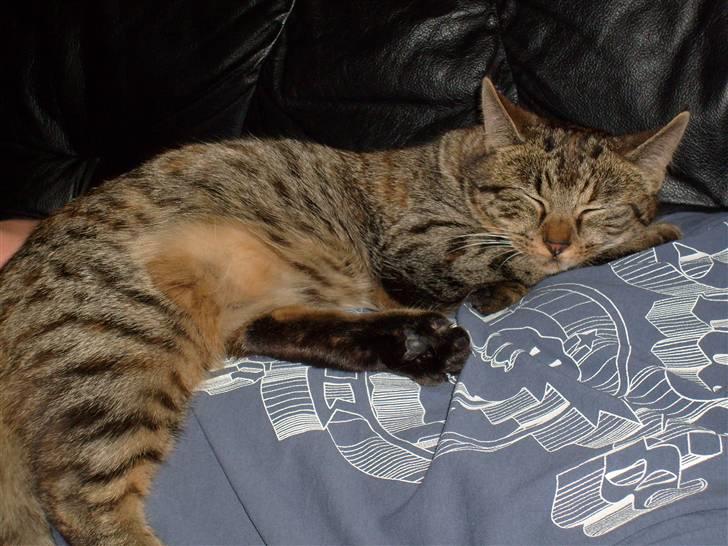 Huskat isabella billede 7