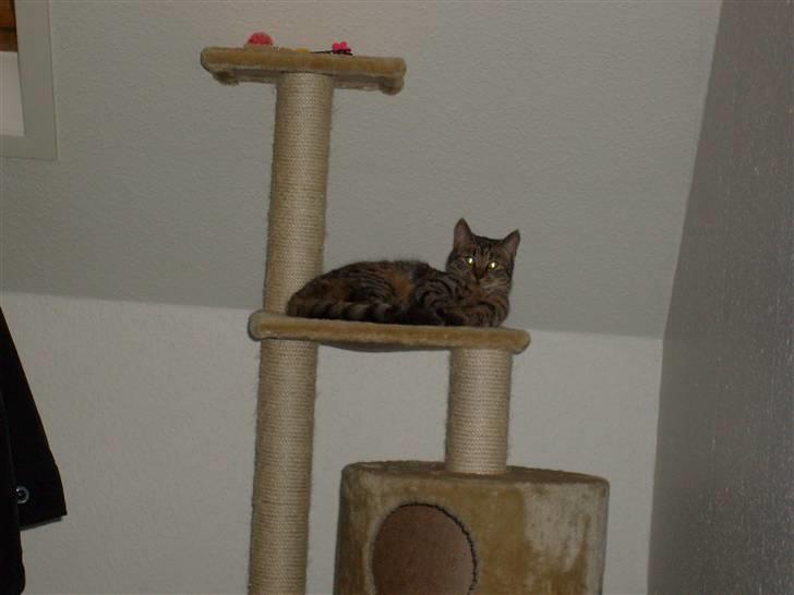 Huskat isabella billede 8