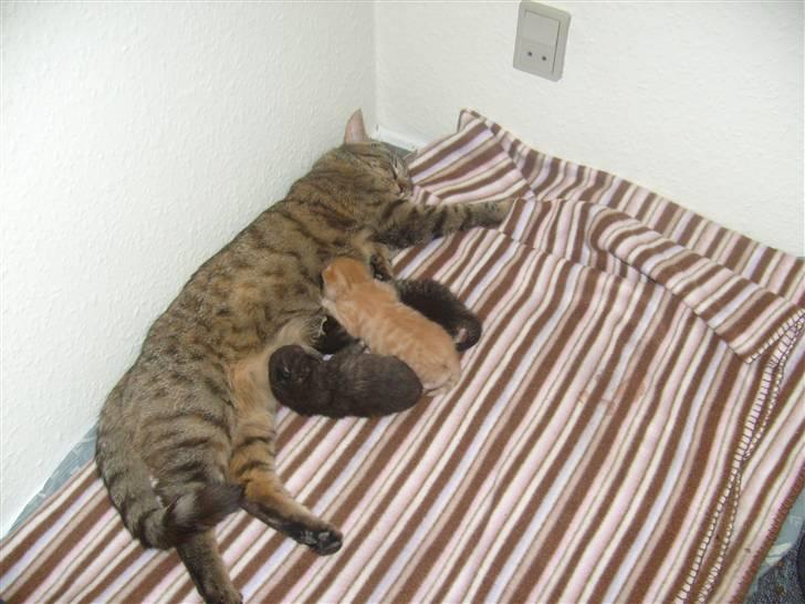 Huskat isabella billede 9