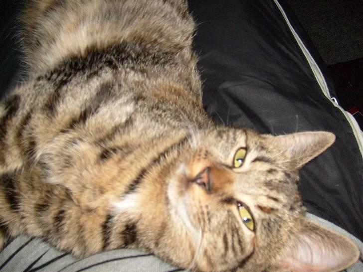 Huskat isabella billede 10