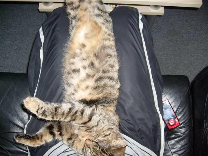 Huskat isabella billede 11