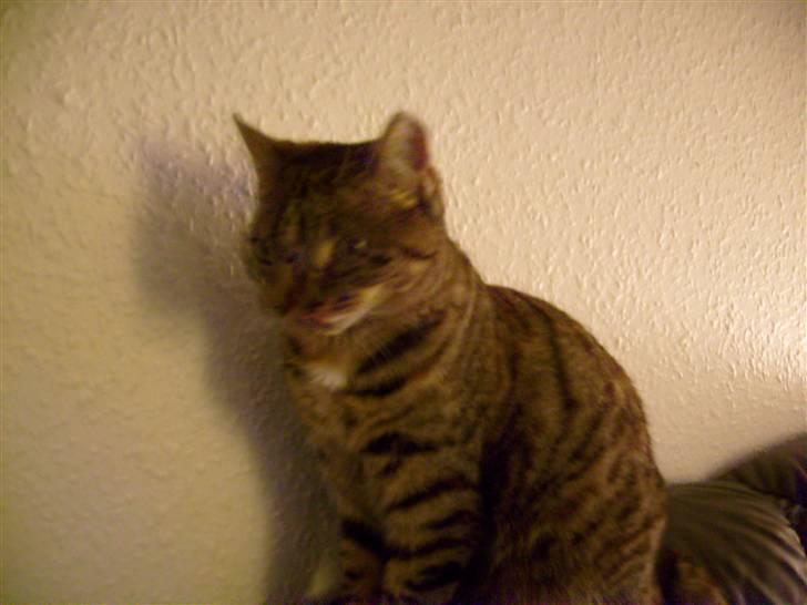 Huskat isabella billede 12