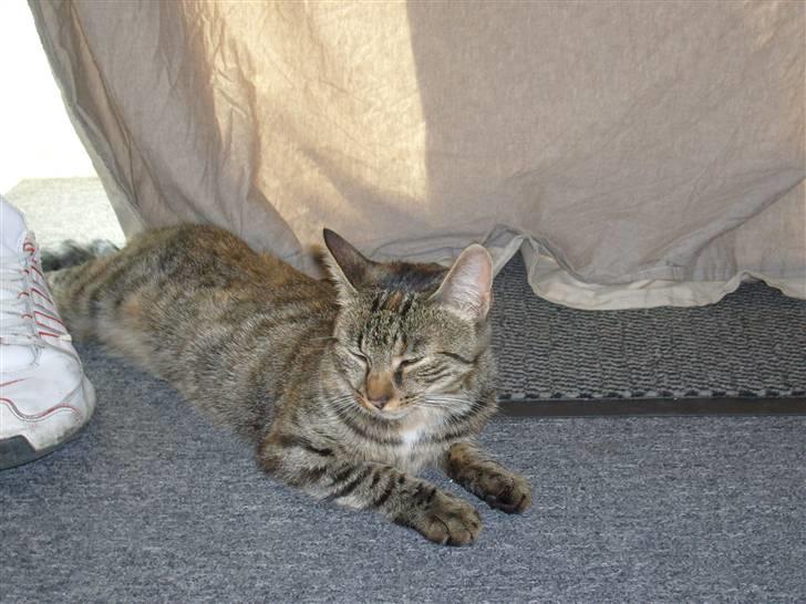 Huskat isabella billede 13