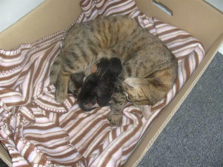 Huskat isabella billede 14