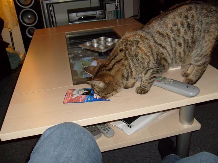 Huskat isabella billede 15