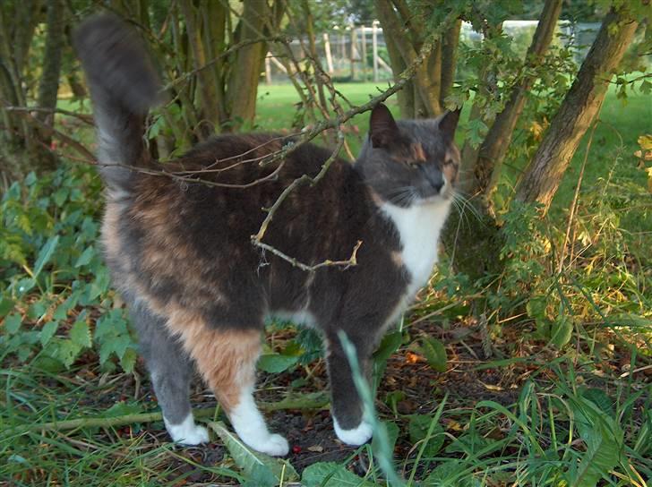 Blanding af racer Silli billede 1