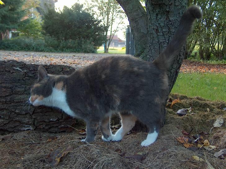 Blanding af racer Silli billede 3