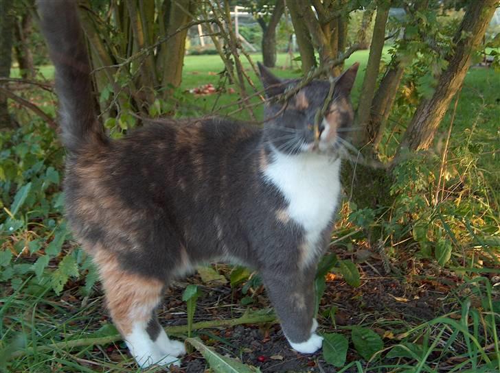 Blanding af racer Silli billede 4