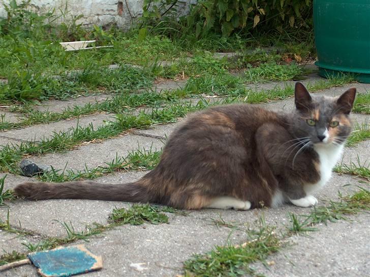 Blanding af racer Silli billede 6