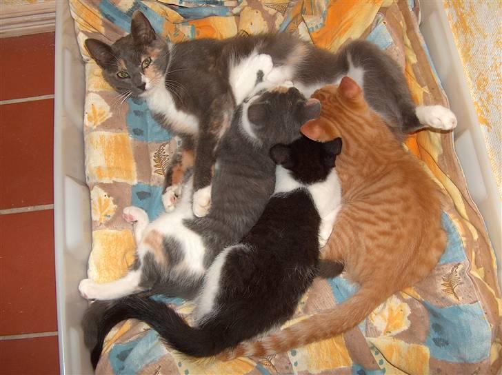 Blanding af racer Silli billede 11