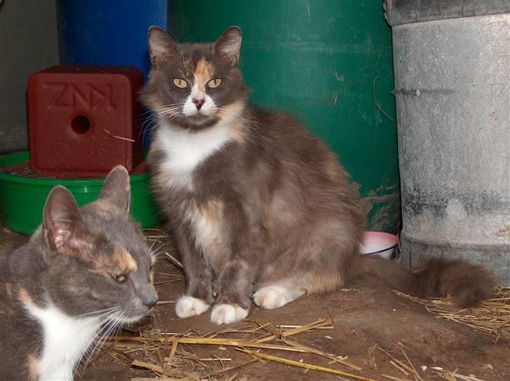 Blanding af racer Gråmis billede 7