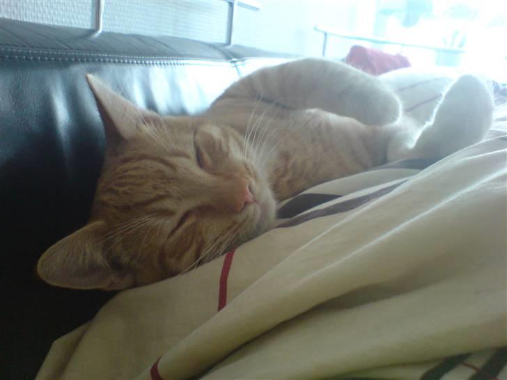 Blanding af racer KALLE billede 14