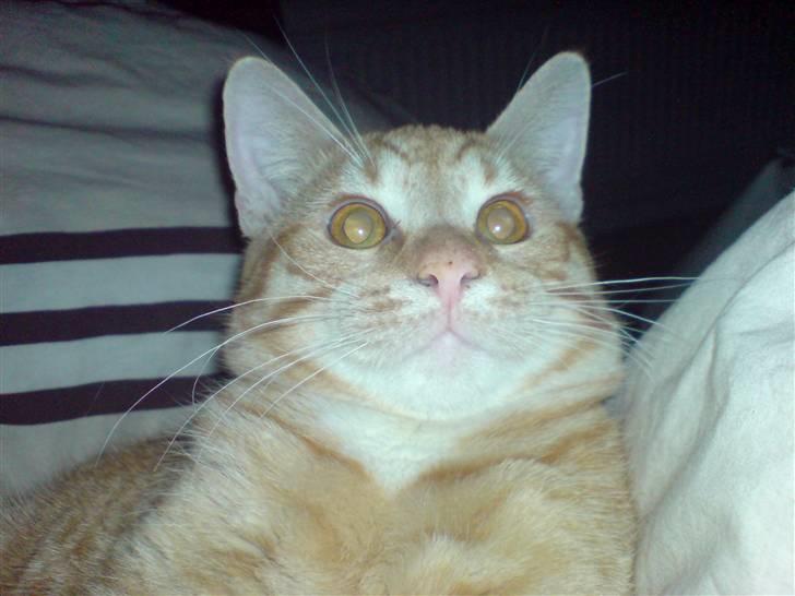 Blanding af racer KALLE billede 15