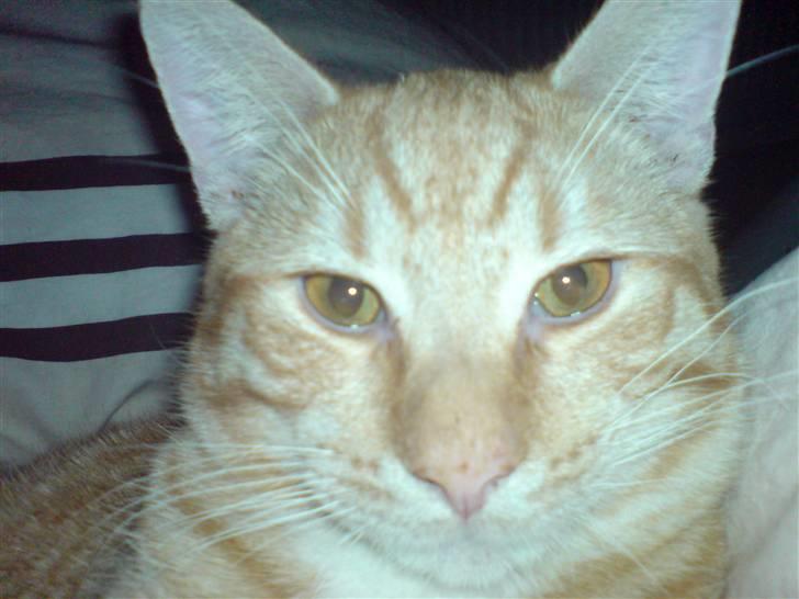 Blanding af racer KALLE billede 16